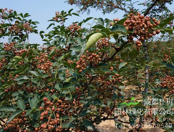 如何种植花椒树？