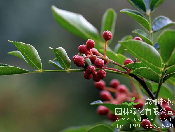 花椒树种植的注意事项有哪些？