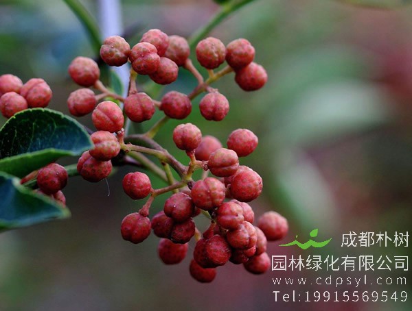 花椒树适合在哪些地方种植？