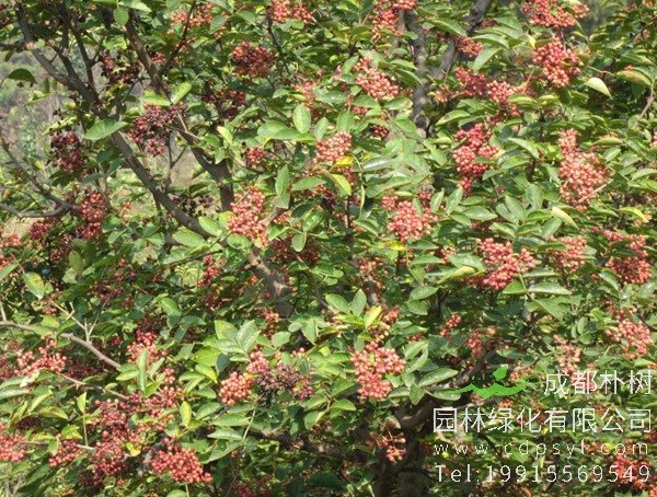 花椒树的生长习性有哪些？