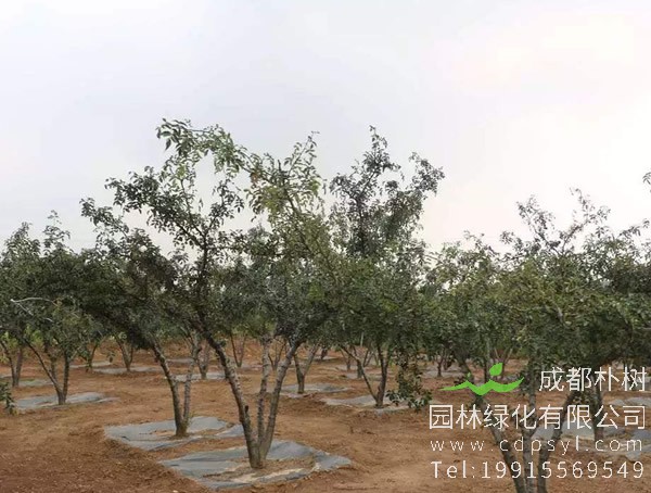 花椒树什么时候开始发芽？