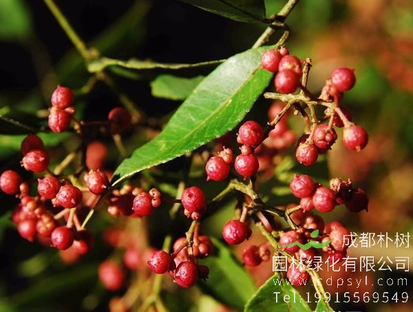 花椒树价格-图片-形态特征-生长环境-分布范围-主要价值以及植物文化