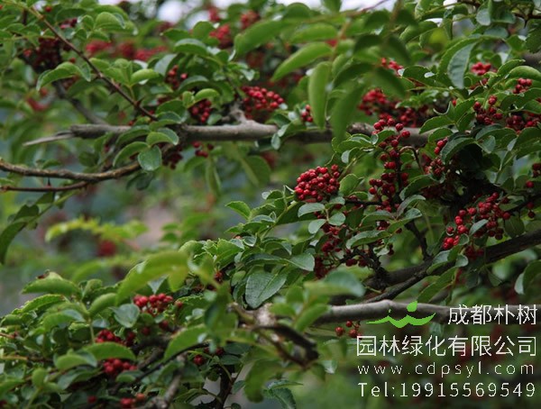 花椒树需要什么肥料？