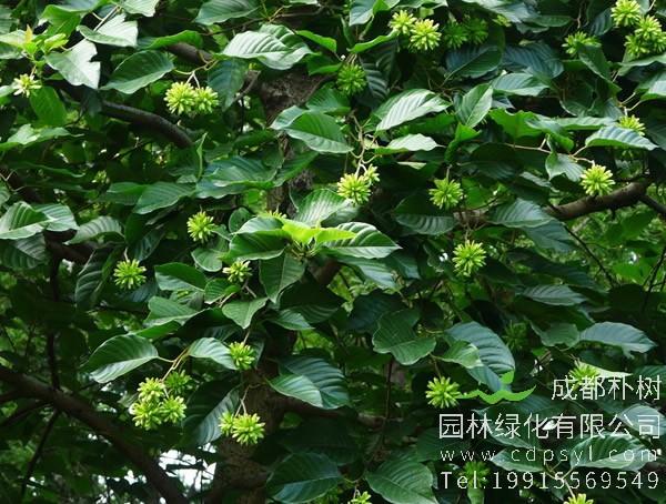 喜树的繁殖方法以及栽培技术介绍