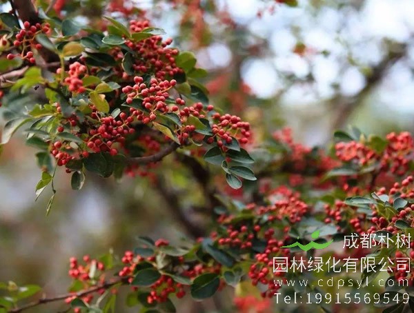 花椒树几月份种植？