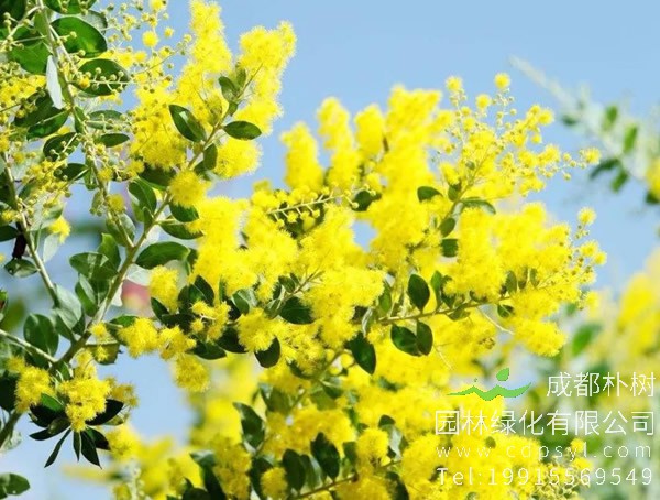 金合欢价格-图片-形态特征-生长环境-分布范围-主要价值以及植物文化