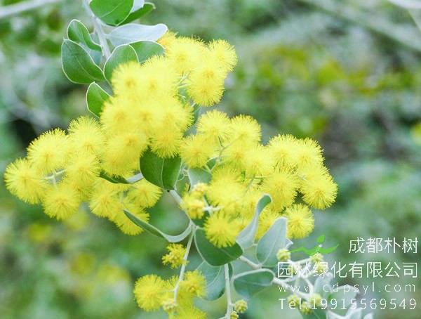 金合欢价格-图片-形态特征-生长环境-分布范围-主要价值以及植物文化