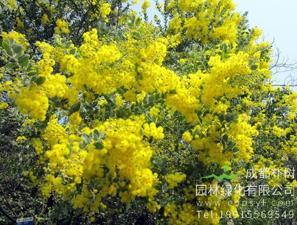 金合欢的花语是什么？