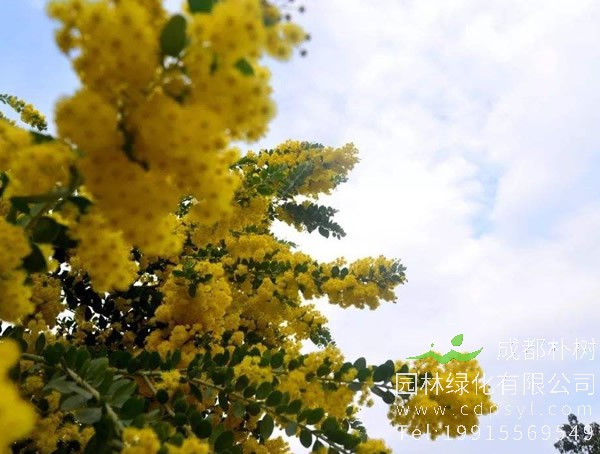 金合欢价格-图片-形态特征-生长环境-分布范围-主要价值以及植物文化