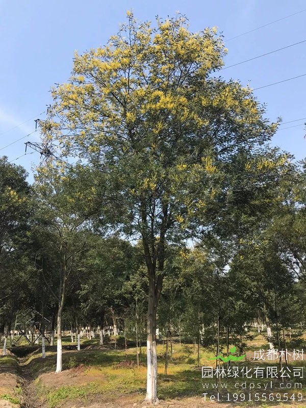 金合欢的花期是在每年的几月？