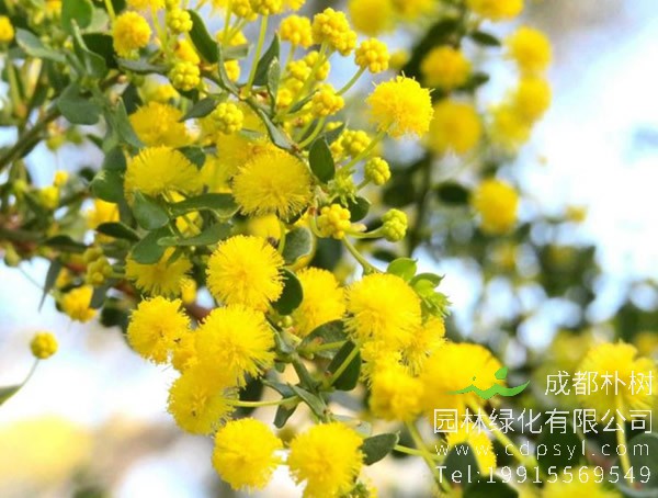 银叶合欢与金合欢的区别是什么？