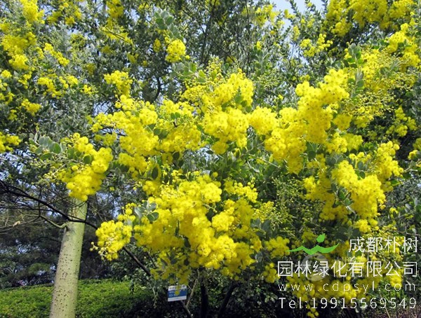 金合欢长什么样？