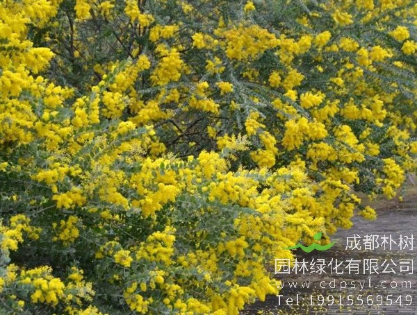 金合欢有什么特性？