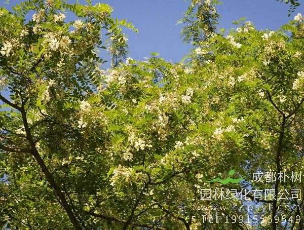 刺槐价格-图片-形态特征-形态特征-地理分布以及主要价值
