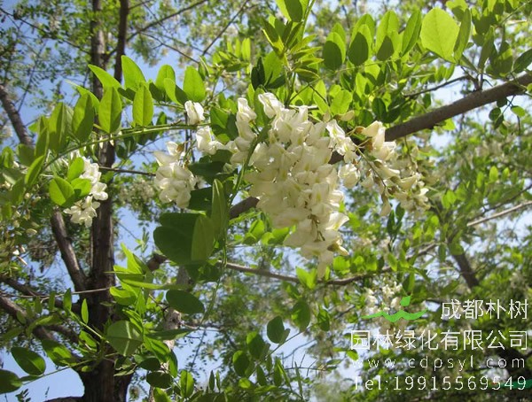 刺槐价格-图片-形态特征-形态特征-地理分布以及主要价值