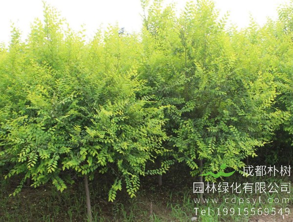 刺槐价格-图片-形态特征-形态特征-地理分布以及主要价值