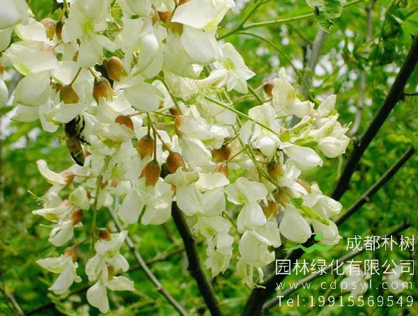 刺槐的花语是什么？