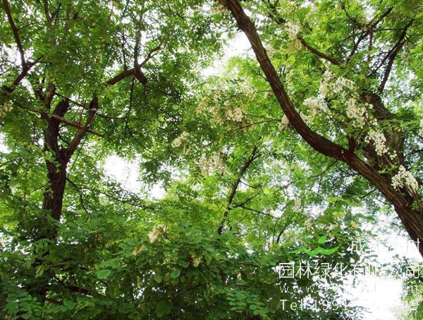 刺槐价格-图片-形态特征-形态特征-地理分布以及主要价值