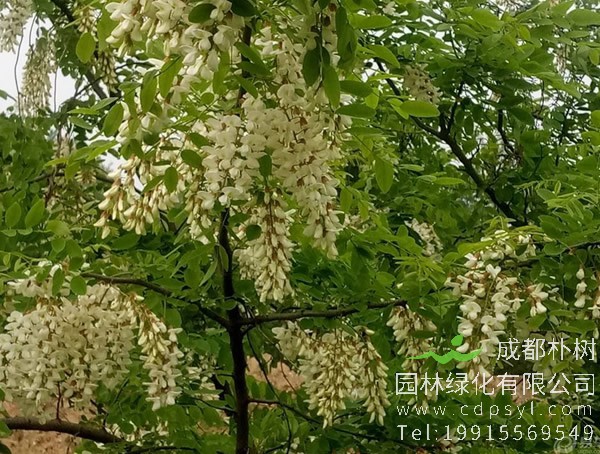 国槐与刺槐的区别有哪些？