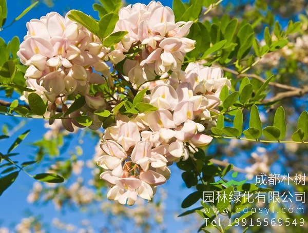 刺槐树有什么作用？