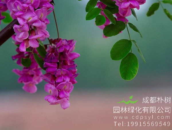 刺槐有什么观赏价值？