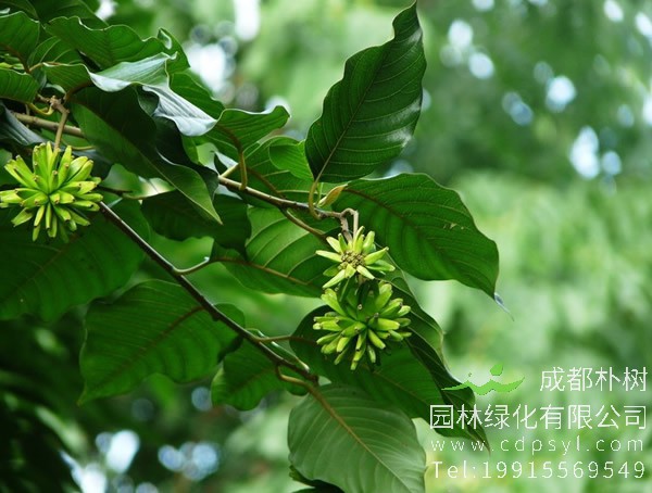 喜树价格-图片-形态特征-生长环境-地理分布以及主要价值