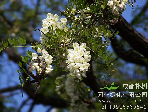 刺槐叶子能吃吗？