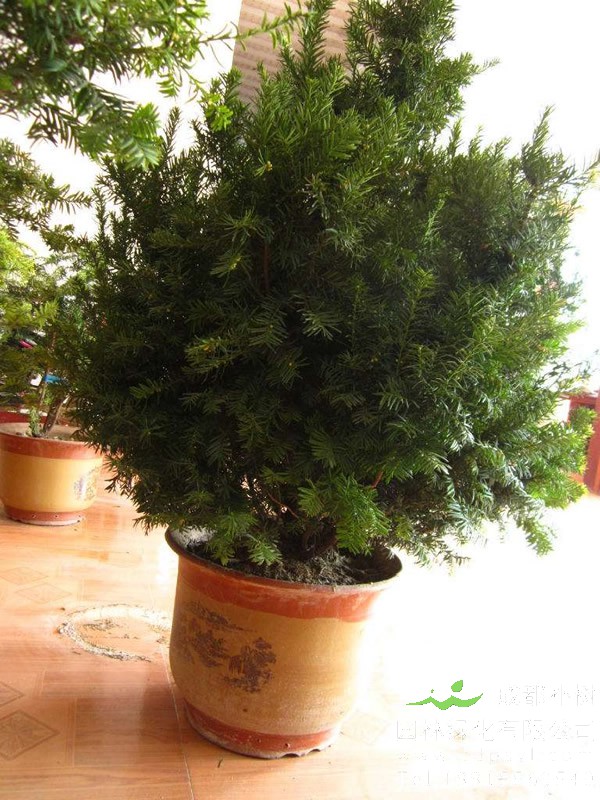 曼地亚红豆杉价格-图片-形态特征-生长环境-分布范围以及主要价值