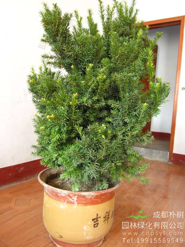 曼地亚红豆杉价格-图片-形态特征-生长环境-分布范围以及主要价值