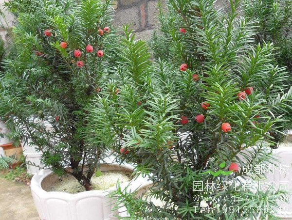 曼地亚红豆杉价格-图片-形态特征-生长环境-分布范围以及主要价值