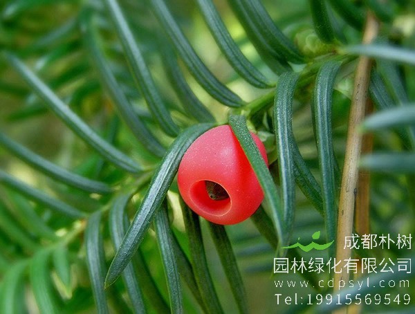 曼地亚红豆杉价格-图片-形态特征-生长环境-分布范围以及主要价值
