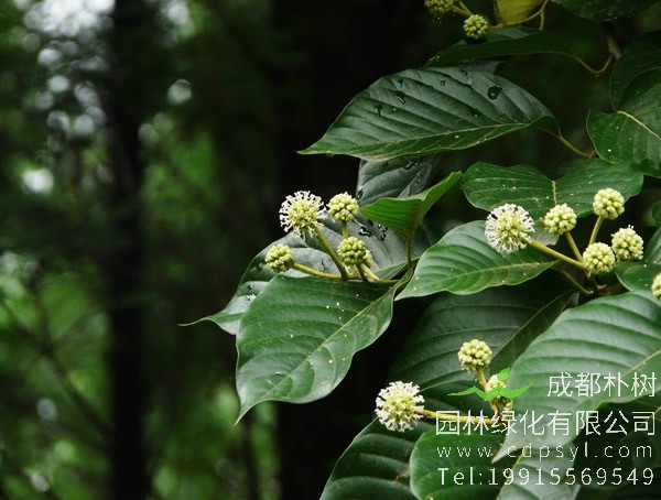 喜树价格-图片-形态特征-生长环境-地理分布以及主要价值