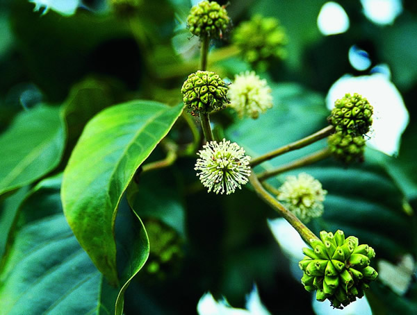 喜树价格-图片-形态特征-生长环境-地理分布以及主要价值