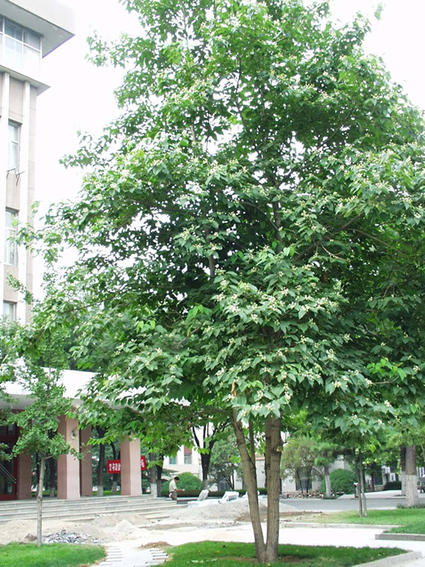 喜树有什么作用？喜树有哪些价值？