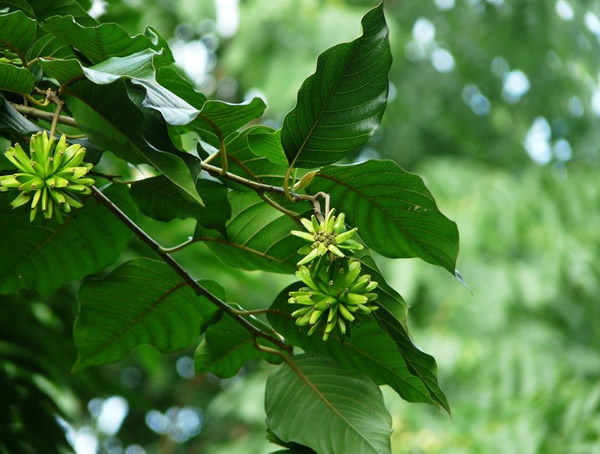 喜树分布在中国哪些地方？