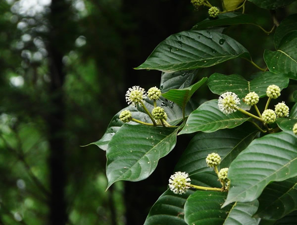 喜树是什么科什么属的植物？