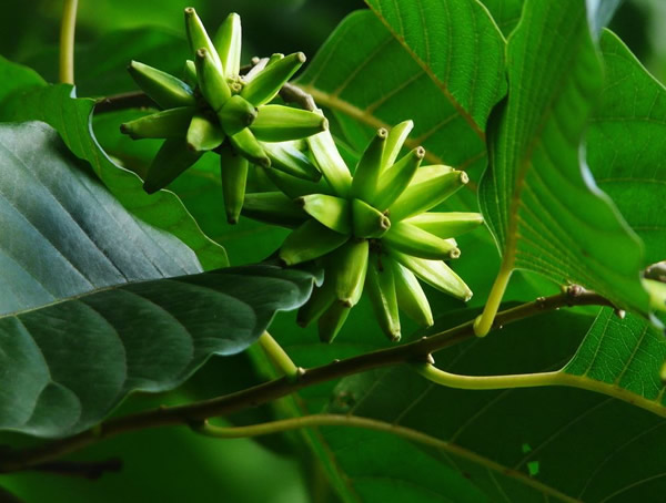 喜树开花吗？花期是几月份？