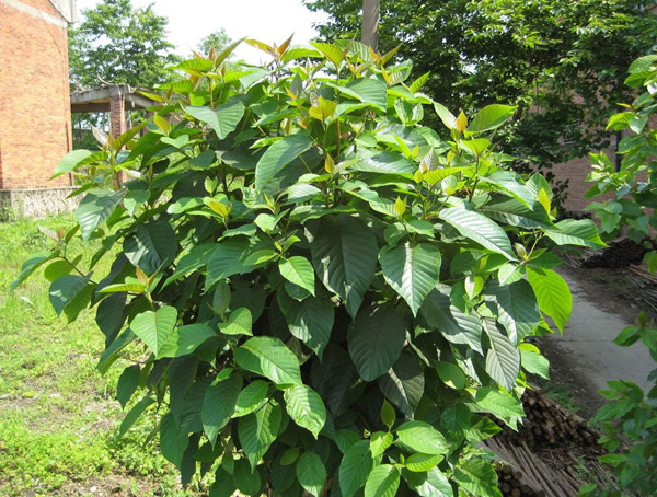 喜树移植需注意哪些事项？