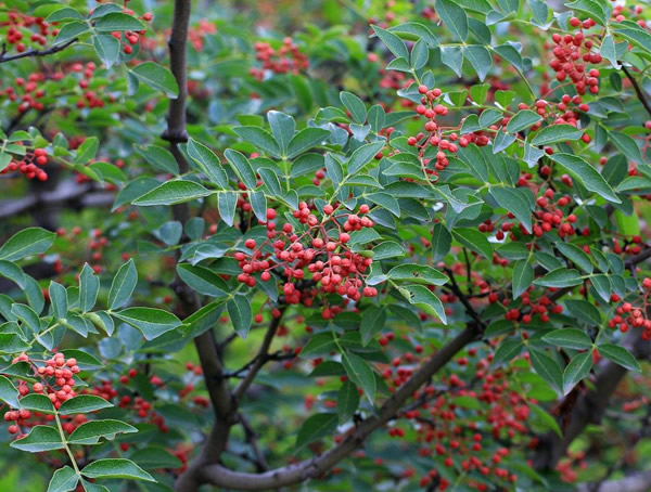 花椒树价格-图片-形态特征-生长环境-分布范围-主要价值以及植物文化
