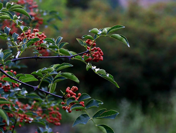 花椒树种植几年之后开始结花椒？