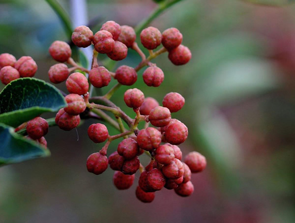 花椒树适合在哪些地方种植？
