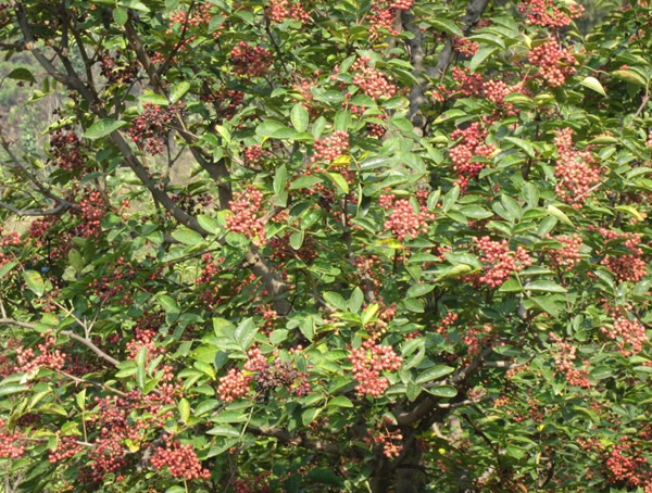 花椒树的生长习性有哪些？