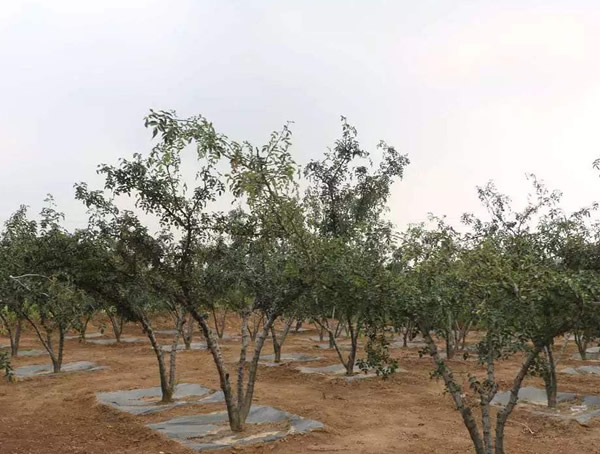 花椒树什么时候开始发芽？