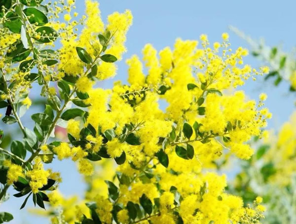 金合欢价格-图片-形态特征-生长环境-分布范围-主要价值以及植物文化