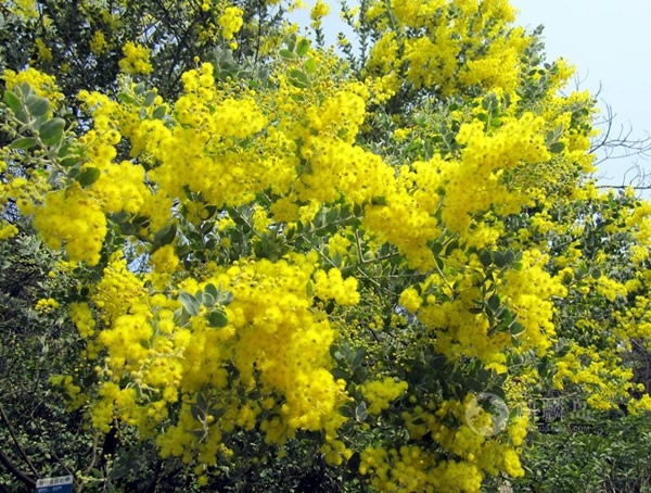 金合欢的花语是什么？