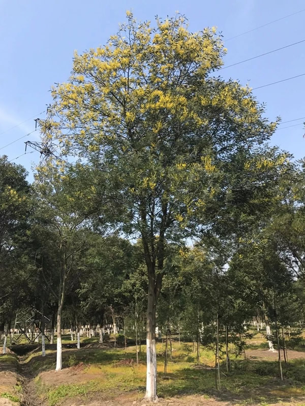 金合欢的花期是在每年的几月？