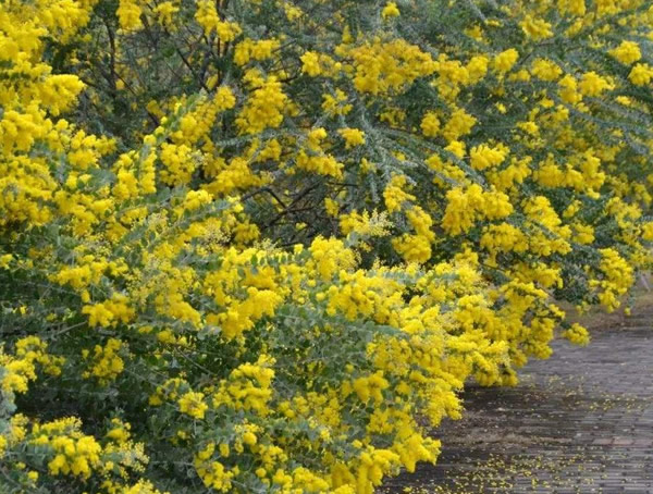 金合欢有什么特性？