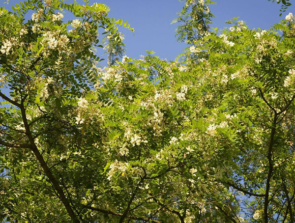 刺槐价格-图片-形态特征-形态特征-地理分布以及主要价值