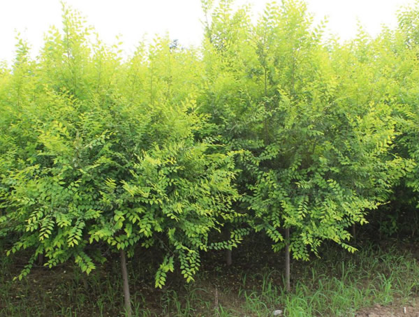 刺槐的种植基地哪里有？