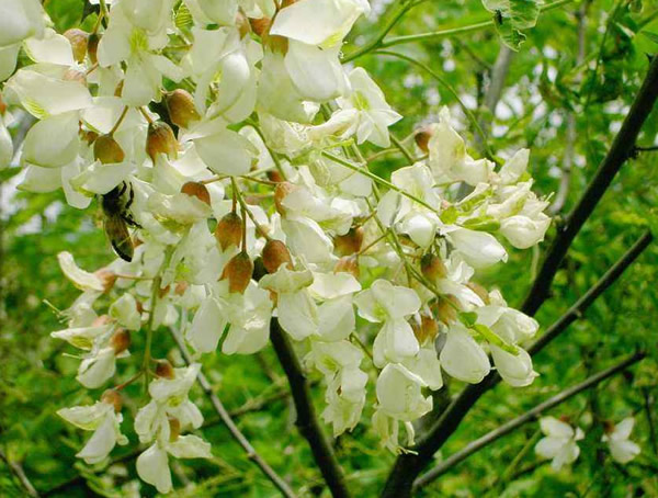 刺槐的花语是什么？